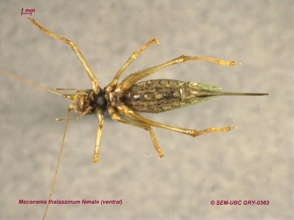 Photo of Meconema thalassinum by Spencer Entomological Museum
